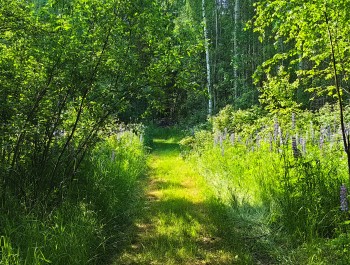 летний день